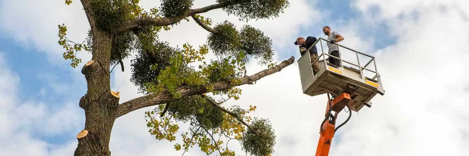 Tree Service Insurance Wholesaler