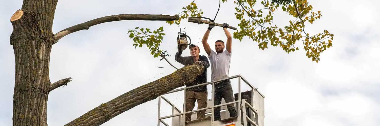 Tree Service Insurance Wholesaler