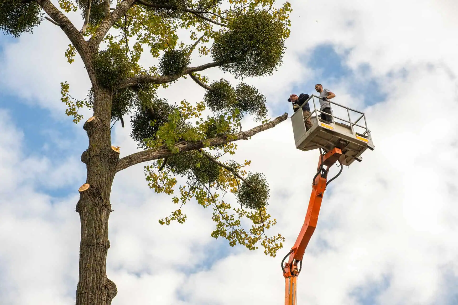 Tree Service Insurance